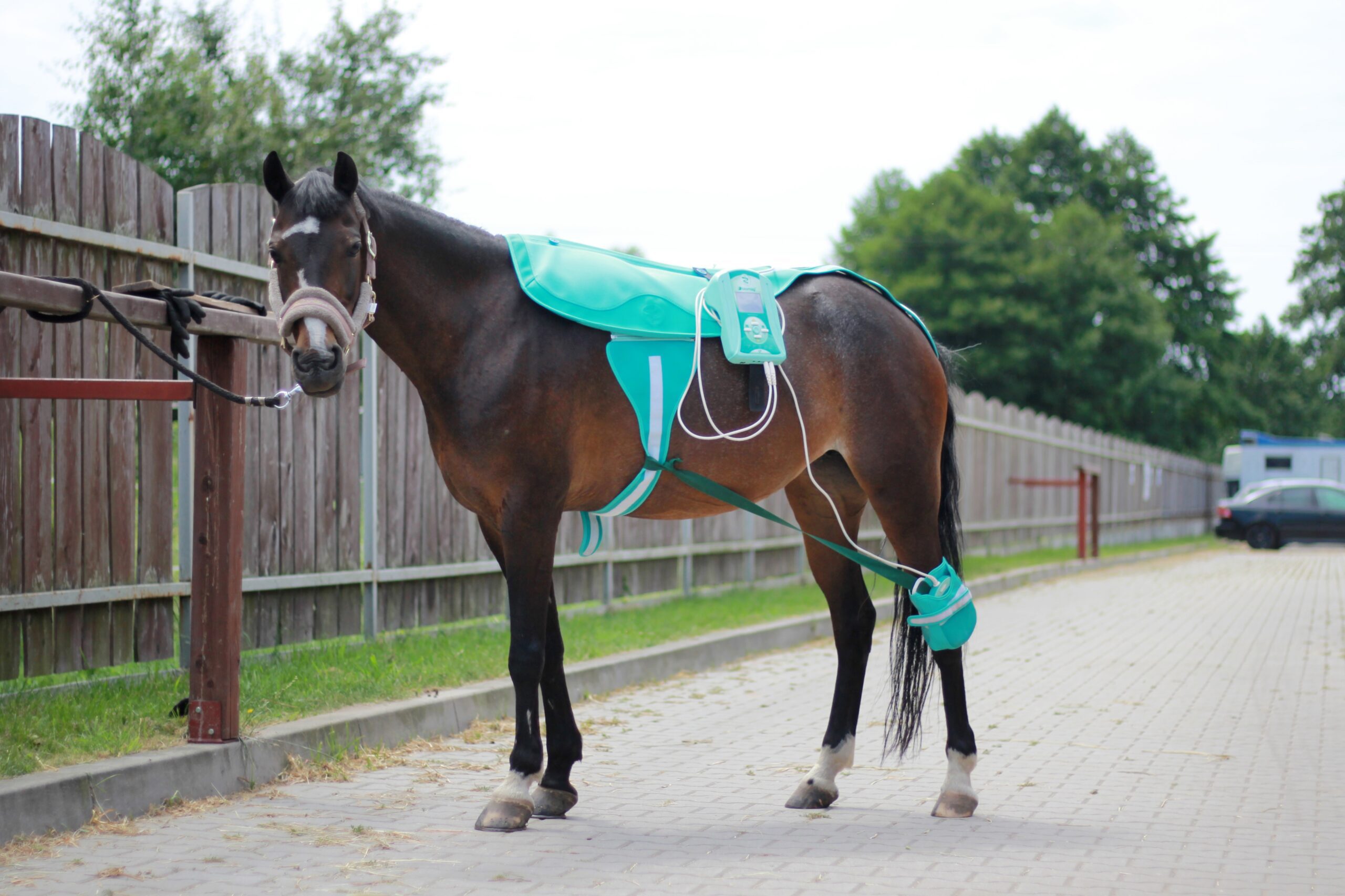 fizjoterapeuta koni śląsk