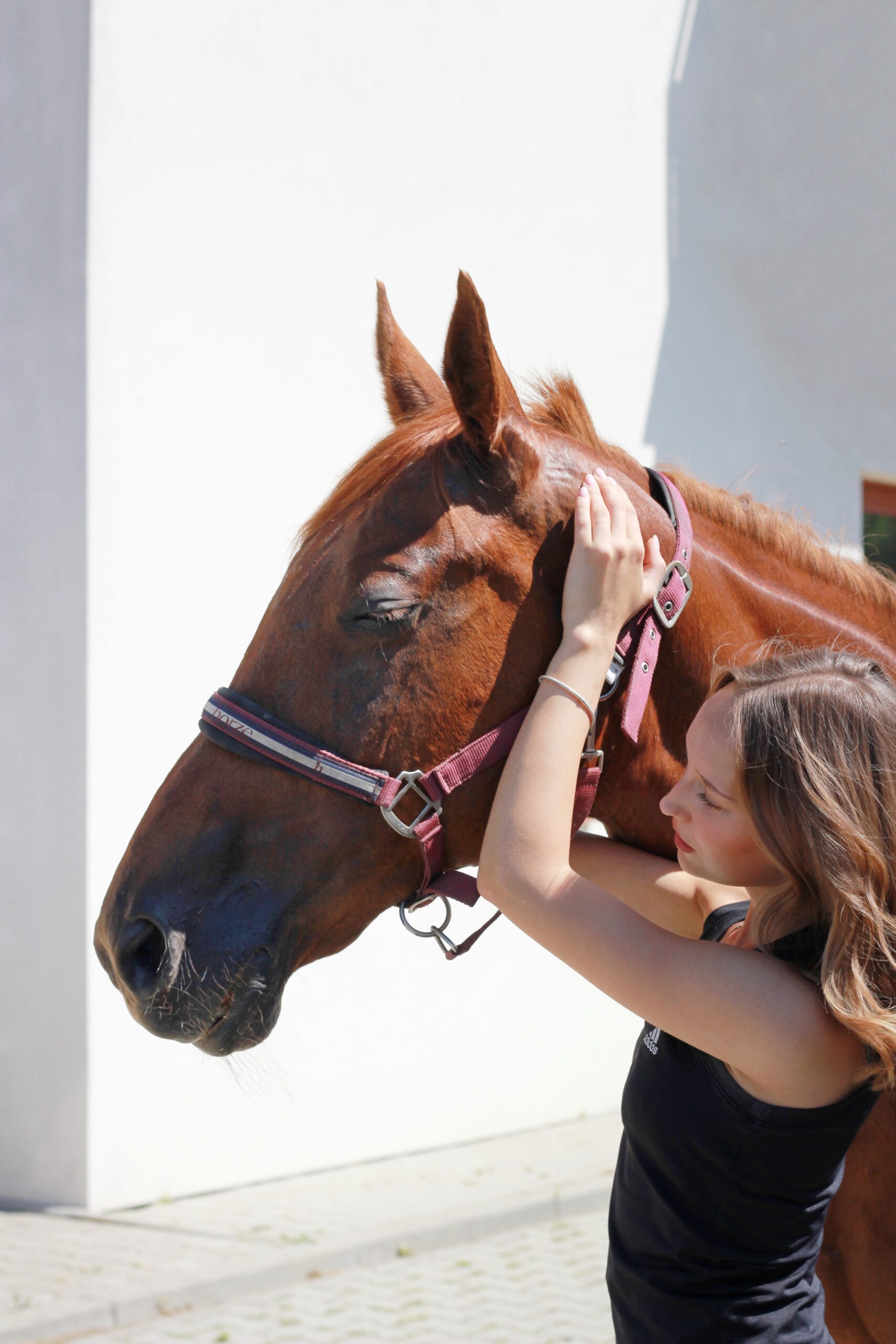 fizjoterapia koni śląsk i okolice