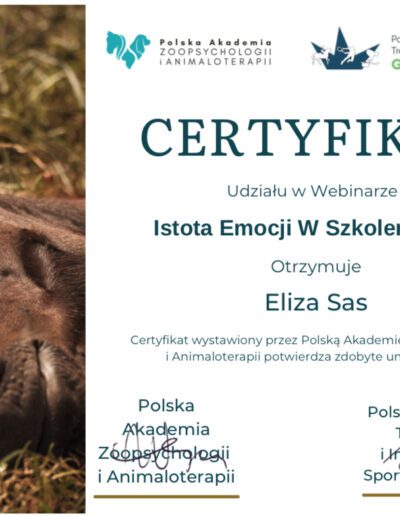 Fizjoterapia koni - certyfikat emocje