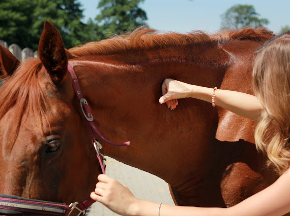 fizjoterapia koni z dojazdem fizjoterapia koni z dojazdem