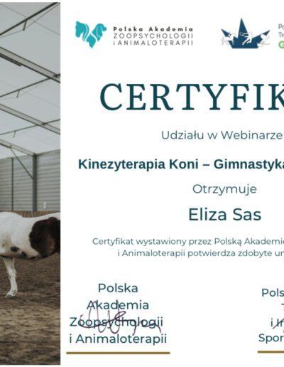 Fizjoterapia koni - certyfikat kinezyterapia