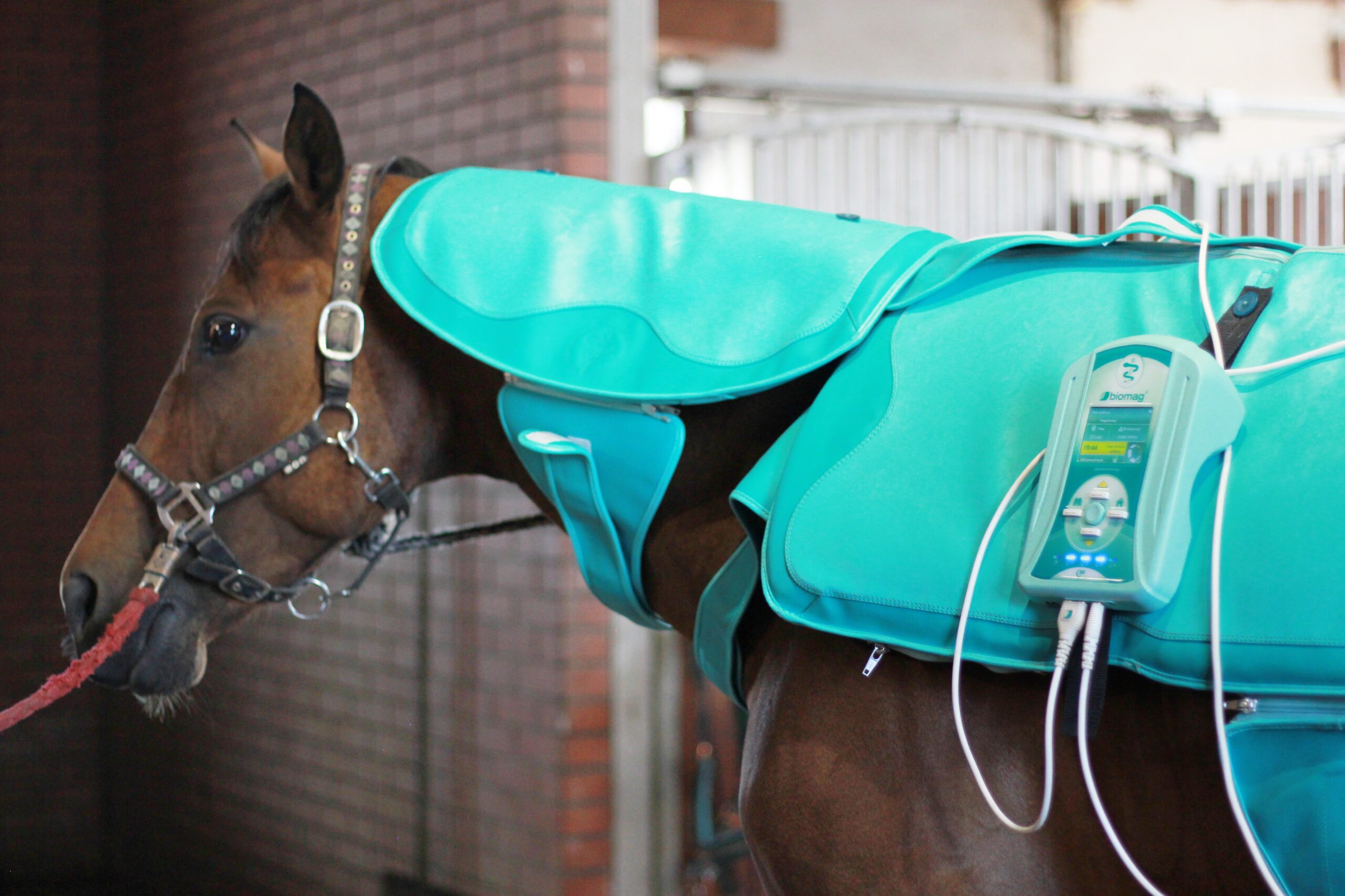 zabiegi derką biomag