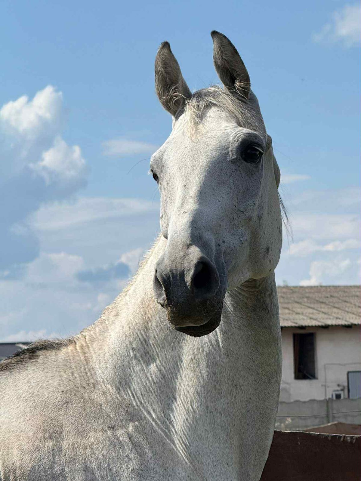 fizjoterapia koni - pacjent 7a