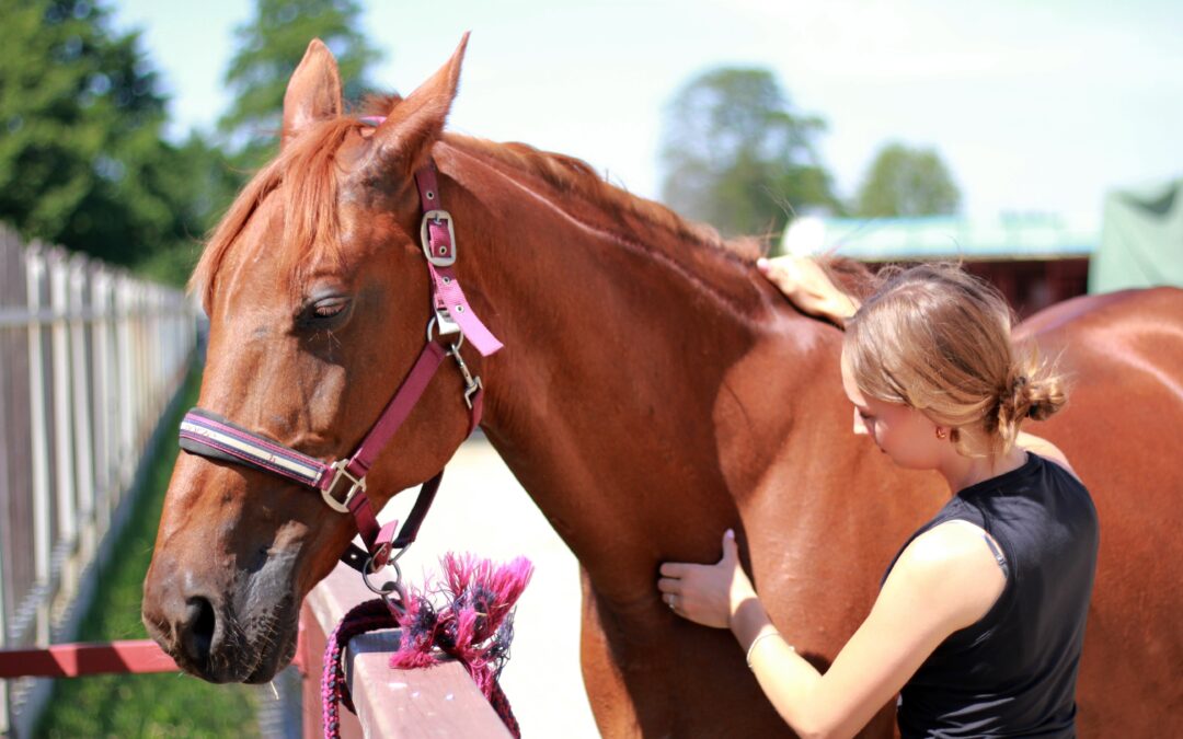 Jak przygotować konia do pierwszej wizyty fizjoterapeuty?