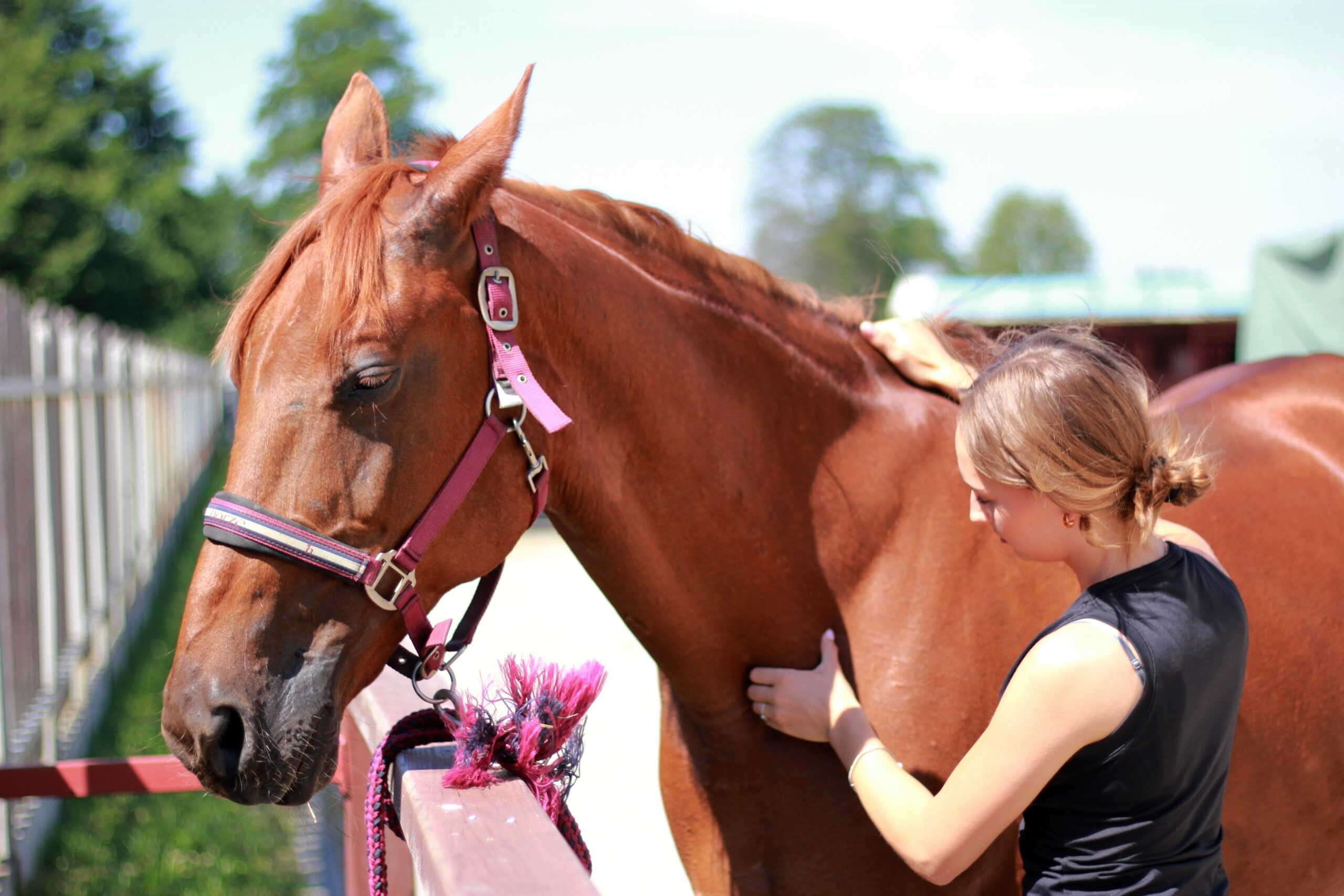 jak przygotować konia do pierwszej wizyty fizjoterapeuty