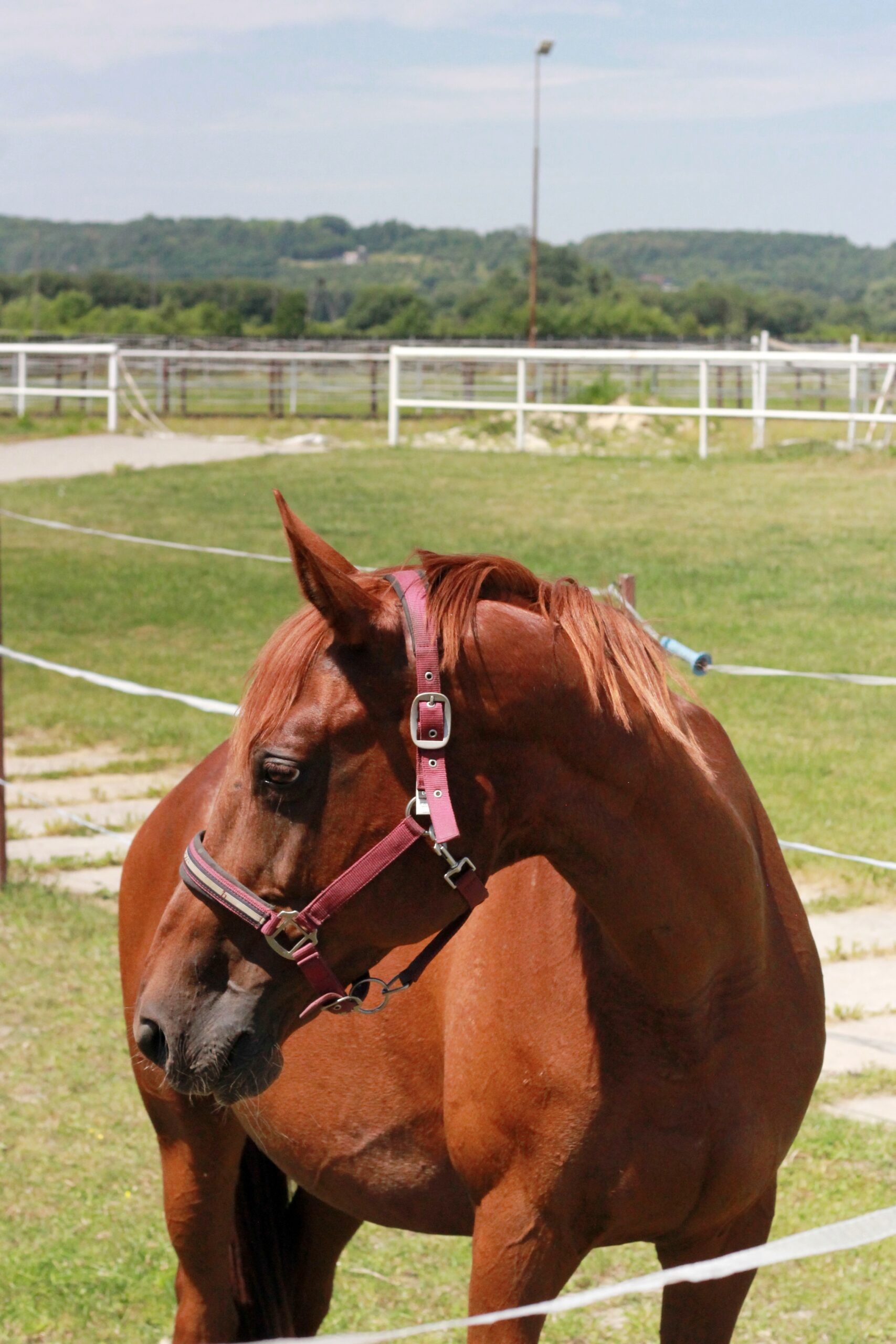 wsparcie dla konia po masażu